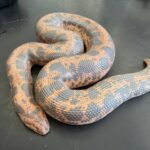 Big breeder female het Anery