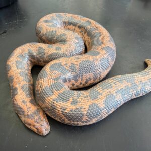 Big breeder female het Anery