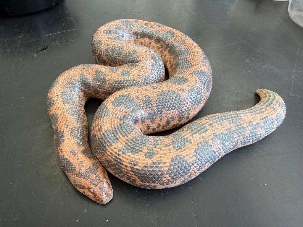 Big breeder female het Anery