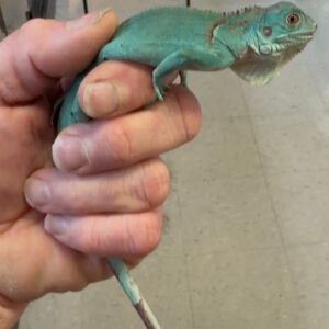 Blue iguanas