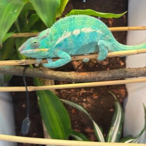 CB Nosy Be Panther Chameleon - The Classic Island Locale (Captive Bred)