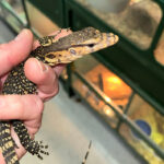 CB USA Het Black Dragon Water Monitors