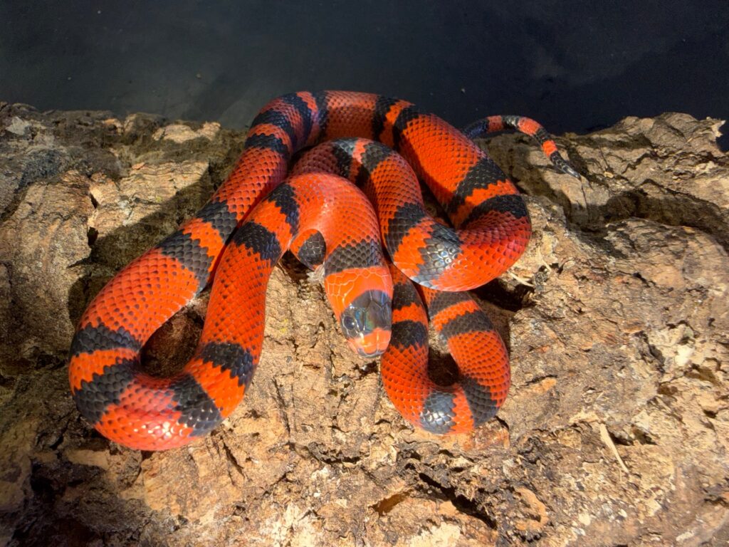 Classic tangerine