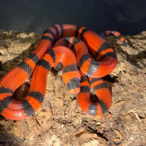 Classic tangerine