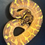 Enchi Freeway Ball Python