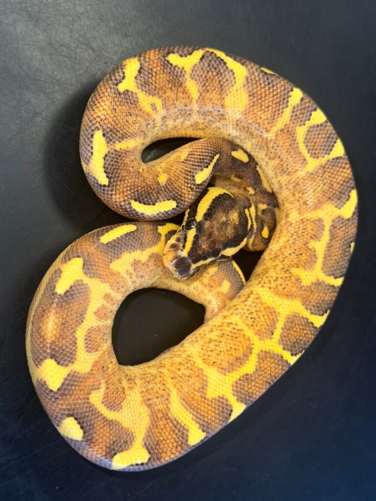 Enchi Freeway Ball Python