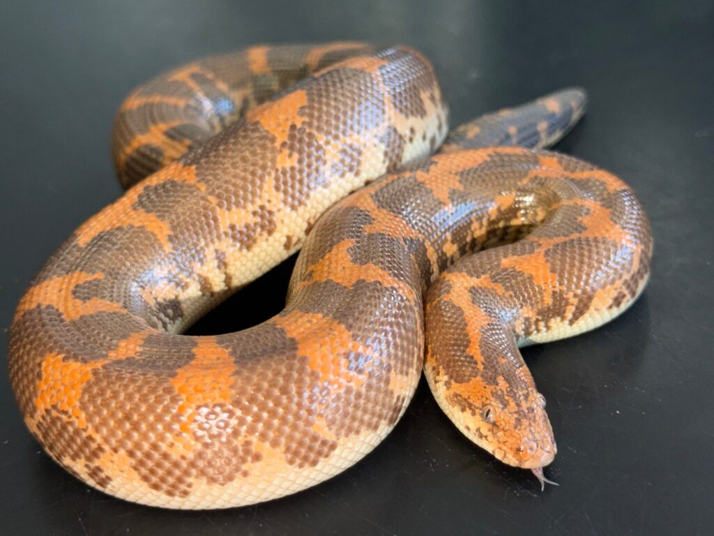 Hi-orange het Anery