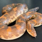 Hi-orange het Anery