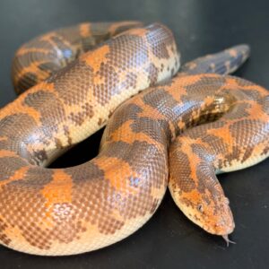 Hi-orange het Anery