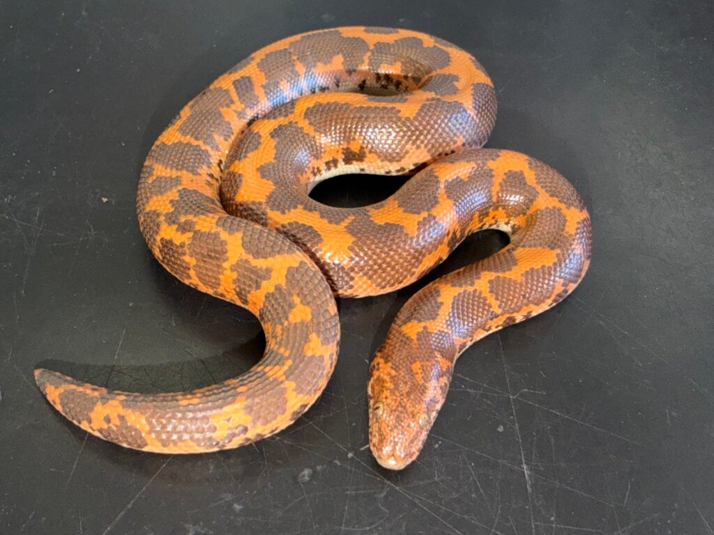 Hi-orange het paradox albino