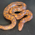 Hi-orange het paradox albino