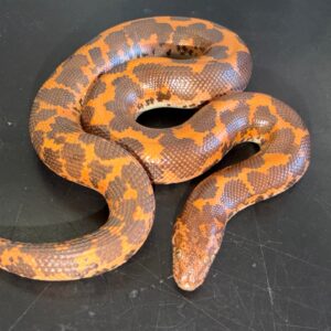 Hi-orange het paradox albino