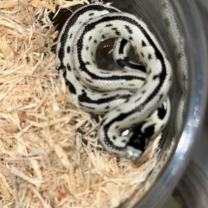 Hi-White California Kingsnake
