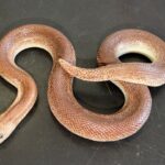 High percentage rufescens