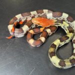 Holdback hundred flowers rat snakes