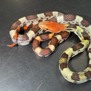Holdback hundred flowers rat snakes