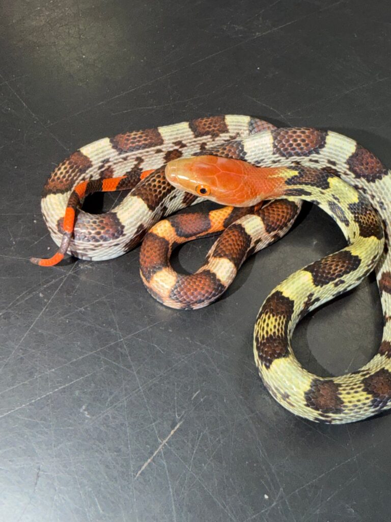 Holdback hundred flowers rat snakes