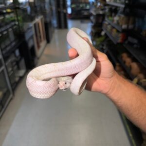 Hypo Axanthic Bullsnake (poss. White Sided, multi het)