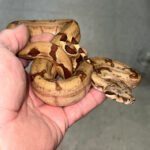 Hypo Jungle Boa Constrictors