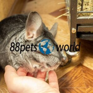 Diamond - Female Chinchilla Baby