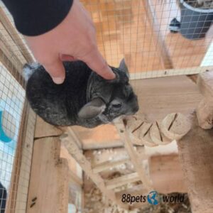 Tinsel- Female Chinchilla Baby