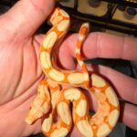Kahl Sunglow Boa Constrictor