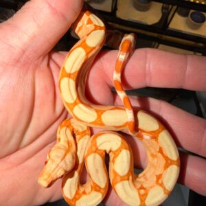 Kahl Sunglow Boa Constrictor