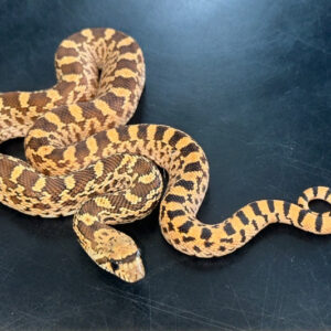 Kingsville Locale Red Bullsnake Baby
