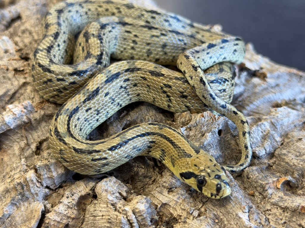 Ladder rat snakes