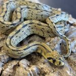Ladder rat snakes