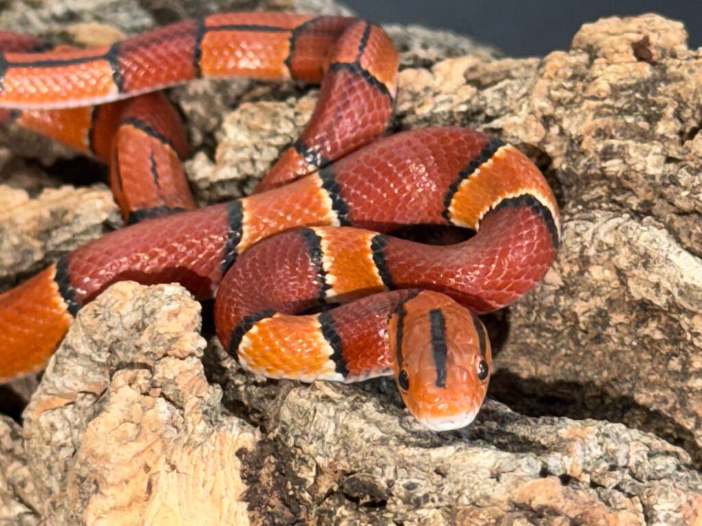 Latacincta