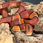 Latacincta