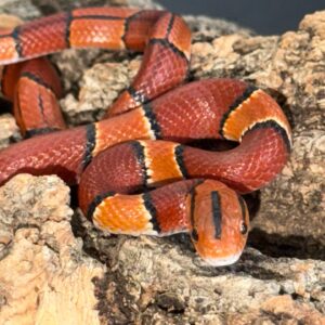 Latacincta