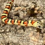 Leonis Phase Nuevo Leon Kingsnake