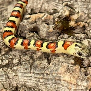 Leonis Phase Nuevo Leon Kingsnake