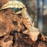 Male Phantasticus
