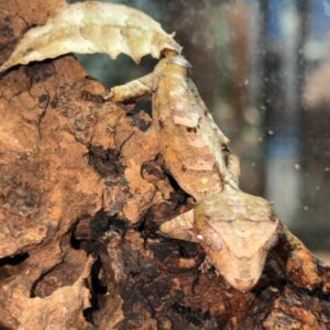 Male Phantasticus