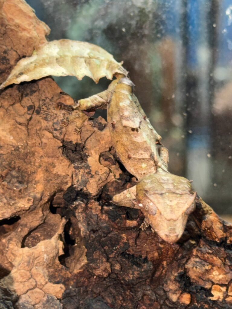 Male Phantasticus