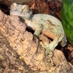 Male sikkorae mossy