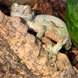 Male sikkorae mossy