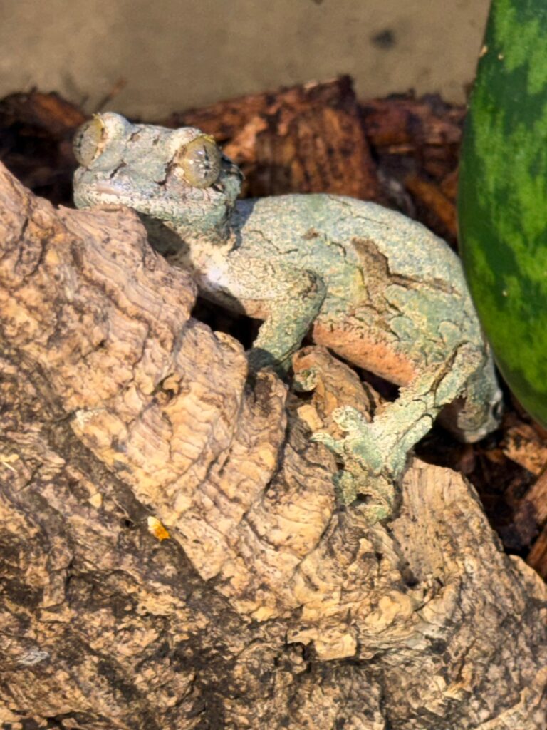 Male sikkorae mossy