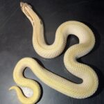 Male Super Conda Western Hognose