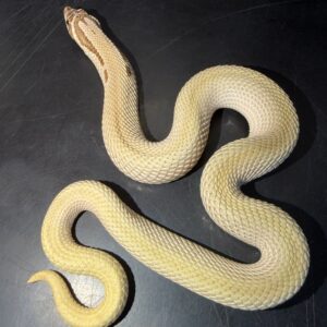 Male Super Conda Western Hognose