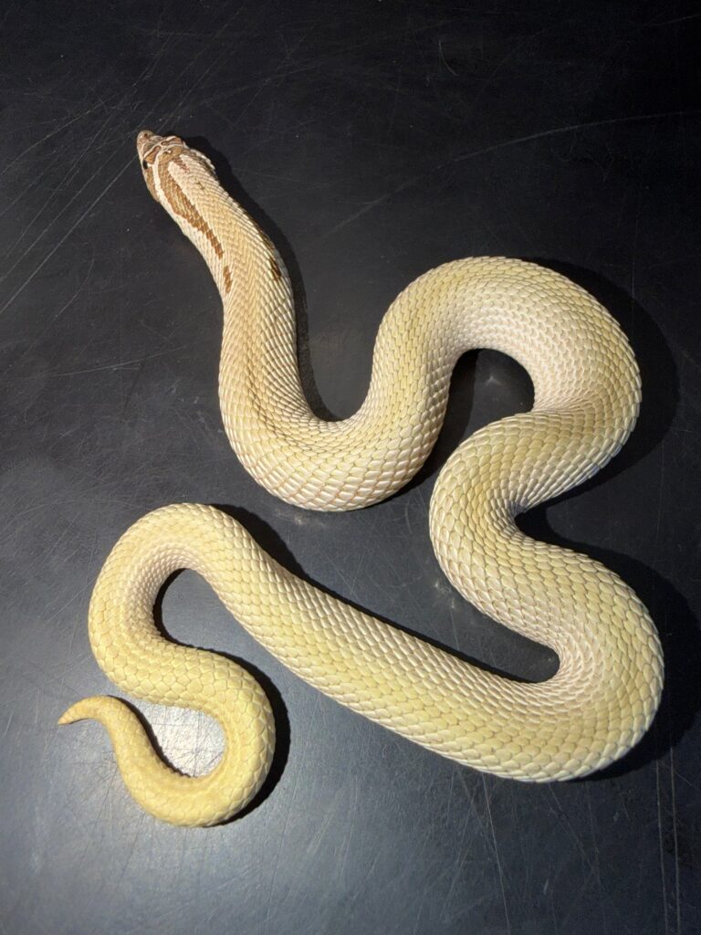 Male Super Conda Western Hognose
