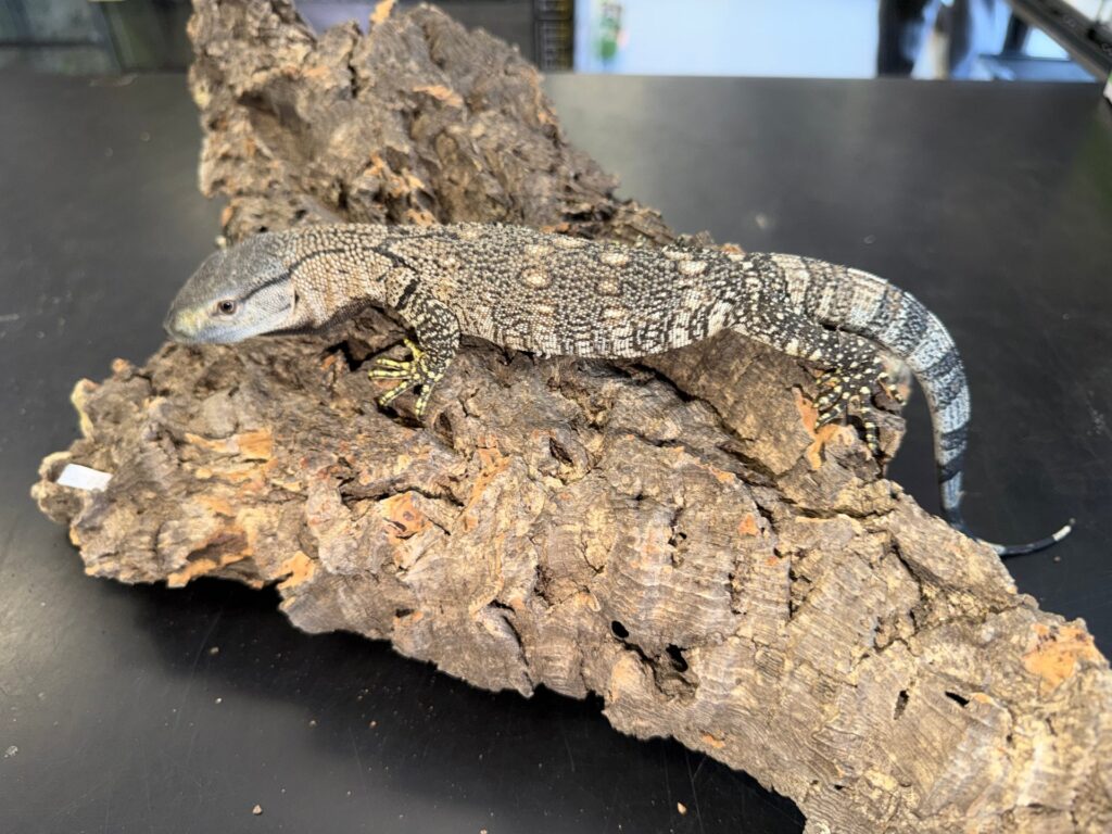 Mint baby black throat