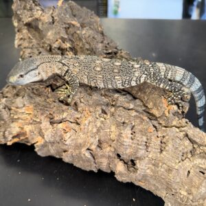 Mint baby black throat