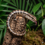 Pink-Tongued Skink Product Title Pink-Tongued Skink (Cyclodomorphus gerrardii) - The Semi-Arboreal Specialist