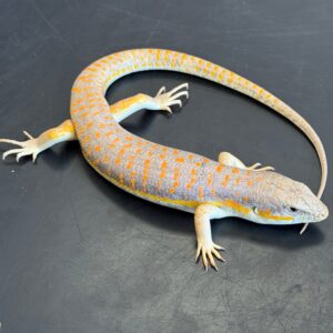 Schneiders skinks