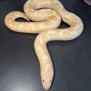 Snow Boa For Sale