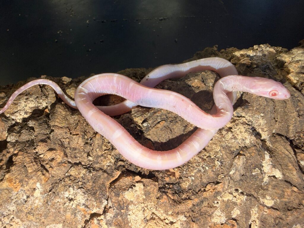 Snow scaleless